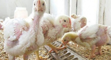 Jaké vitamíny dát brojlerovým kuřatům?